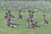 93-Oie des moissons de la toundra | Anser fabalis rossicus/serrirostris | Tundra Bean Goose